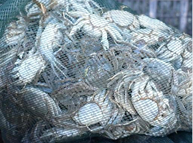 青海都兰产“沙漠蟹”远销沪苏粤