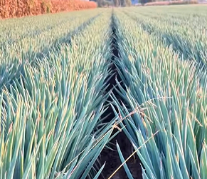 大同白羊口村大葱产业激活乡村振兴新动力