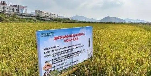 盐碱地变粮仓，科技赋能激活 "潜在粮仓"