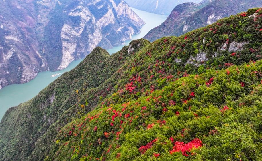 红叶扮靓长江巫峡