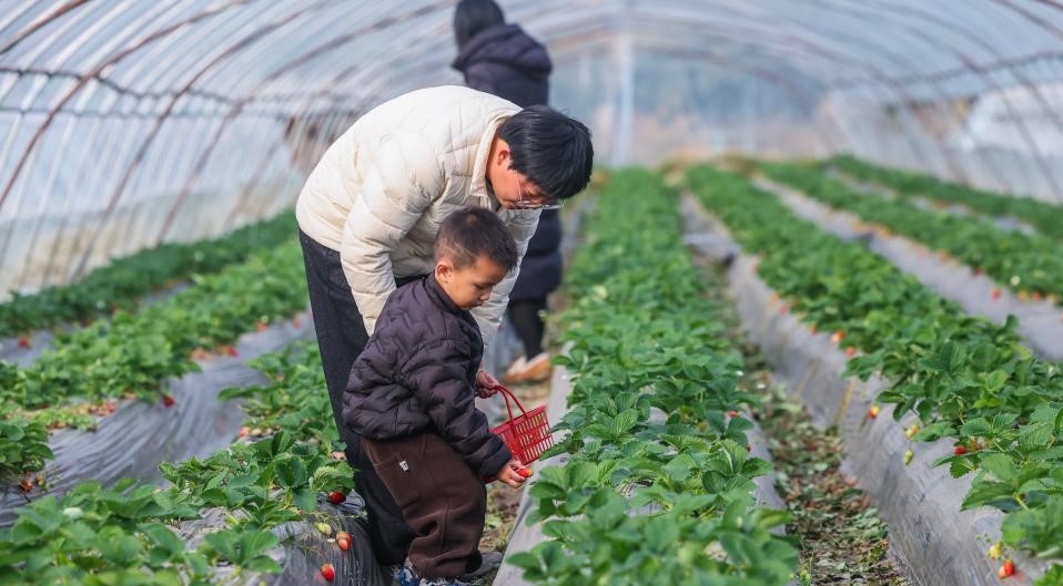 浙江长兴:发展特色农业助力乡村振兴