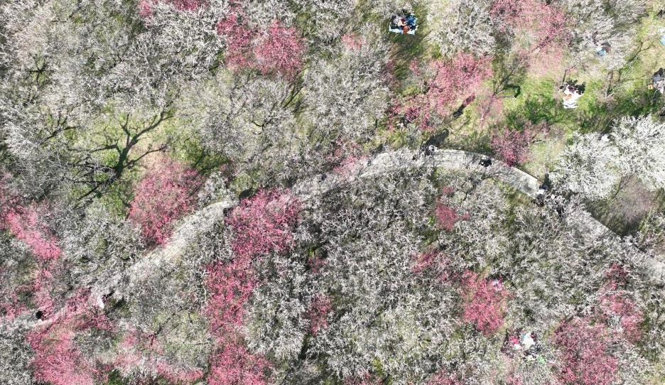 西溪湿地：梅花盛放