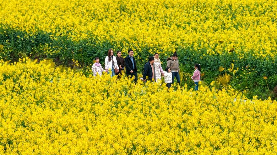 重庆石柱：千亩油菜花绽放美