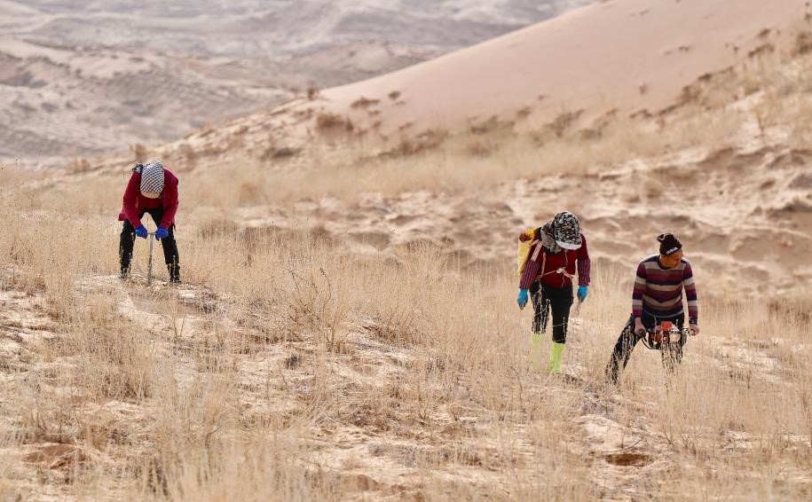 春日植绿锁黄沙