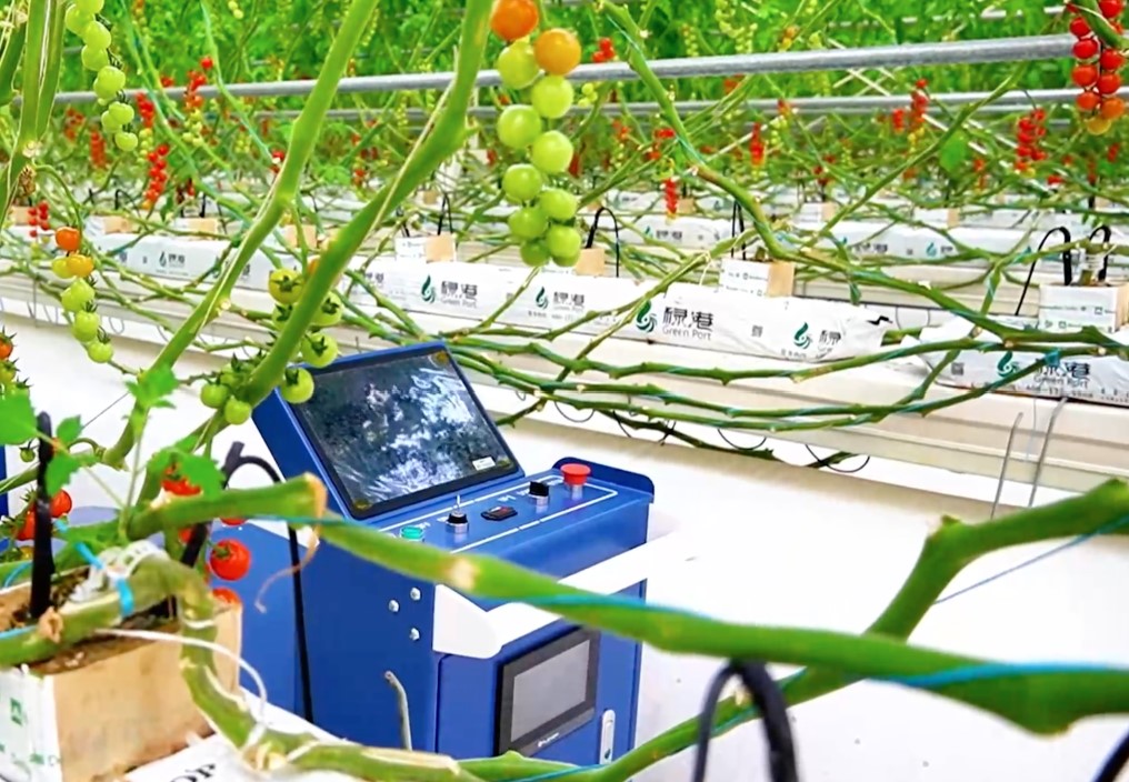 河北雄安新区绘就智慧农业新图景