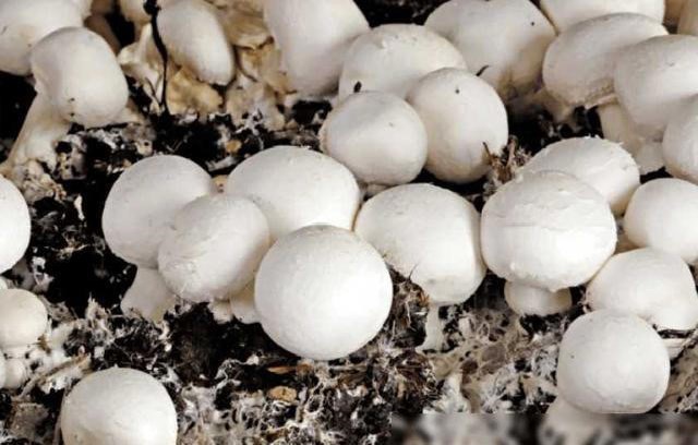 口蘑的死对头，二者万不可同吃，吃口蘑的禁