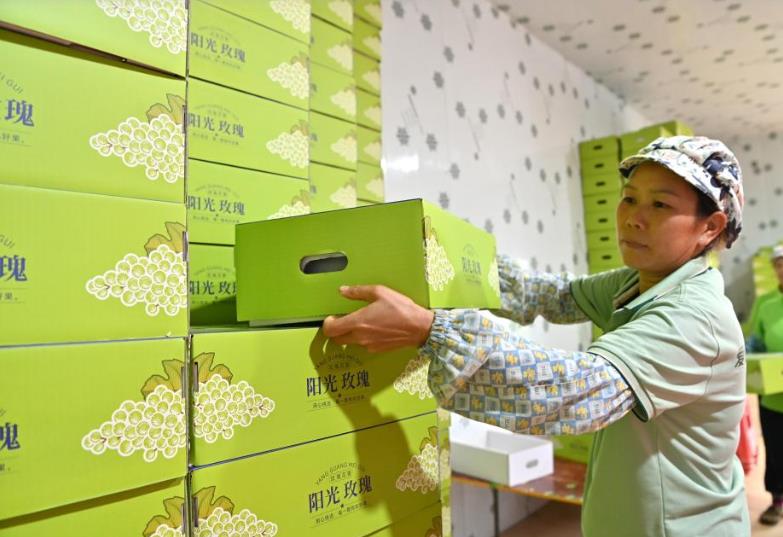 广西田林：山村葡萄喜丰收(图2)