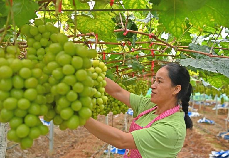 广西田林：山村葡萄喜丰收(图1)