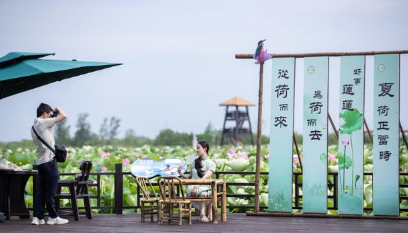 江苏兴化：荷香浮动诗意浓(图2)