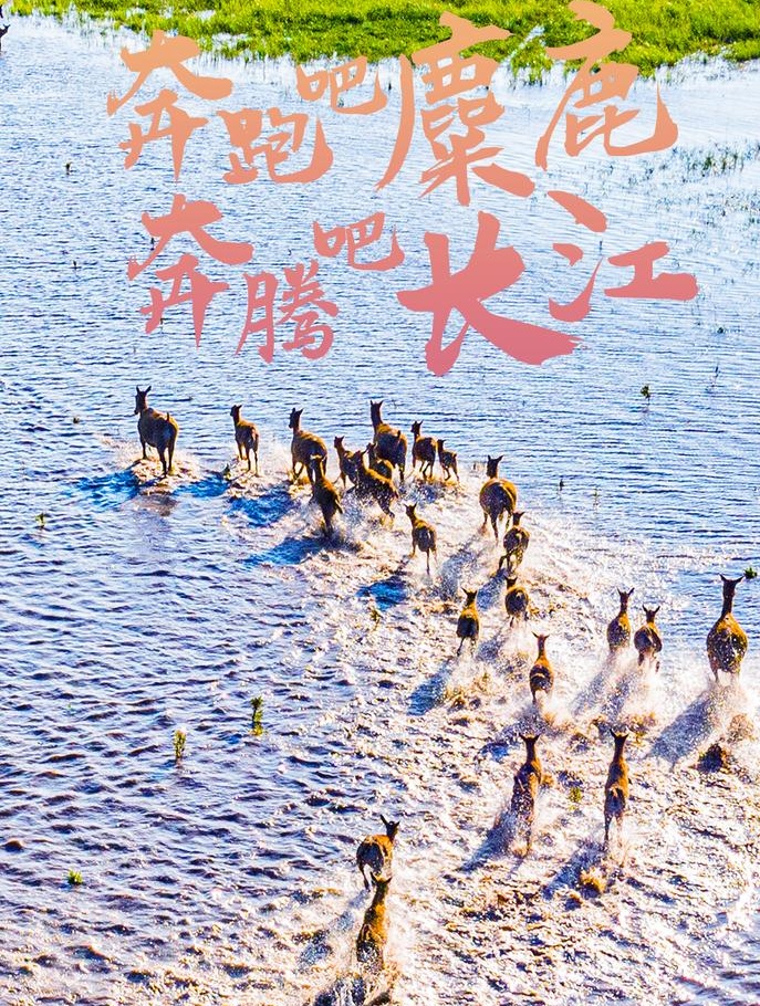 奔跑吧麋鹿，奔腾吧长江！(图1)