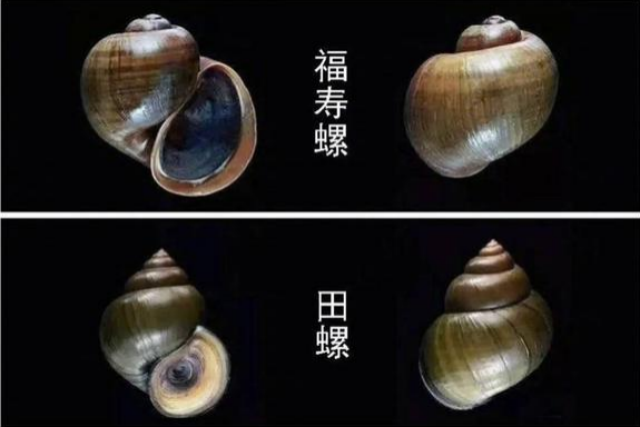 福寿螺还是田螺？——四川广安一起食品安全争议(图2)