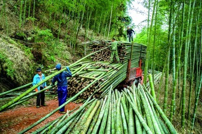 贵州赤水：无边竹海碧波涌(图5)