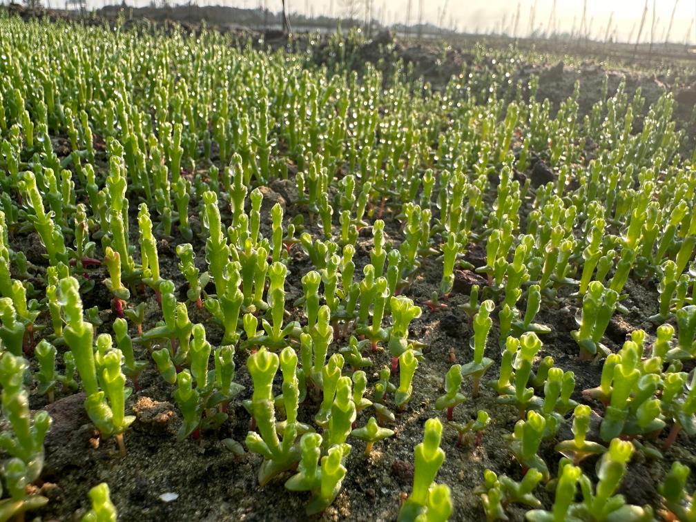 种在盐碱地、灌溉用海水，这样的“海水蔬菜”好吃吗？(图1)