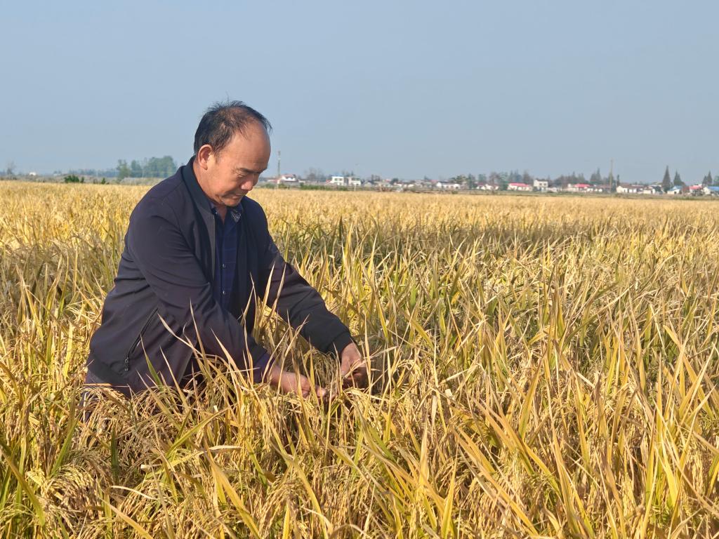 这场丰收不容易——秋收时节走进华容团洲垸(图1)
