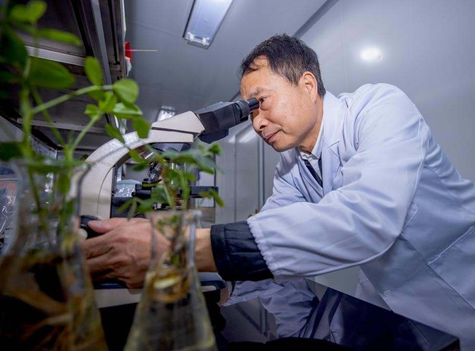 微生物治理盐碱地 荒地变良田(图3)