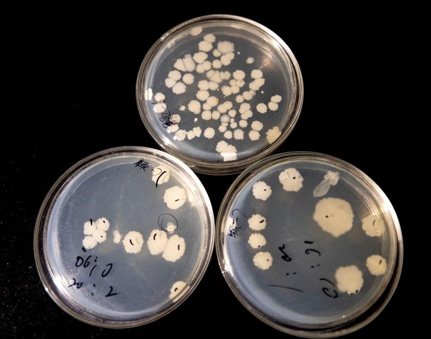 微生物治理盐碱地 荒地变良田(图2)