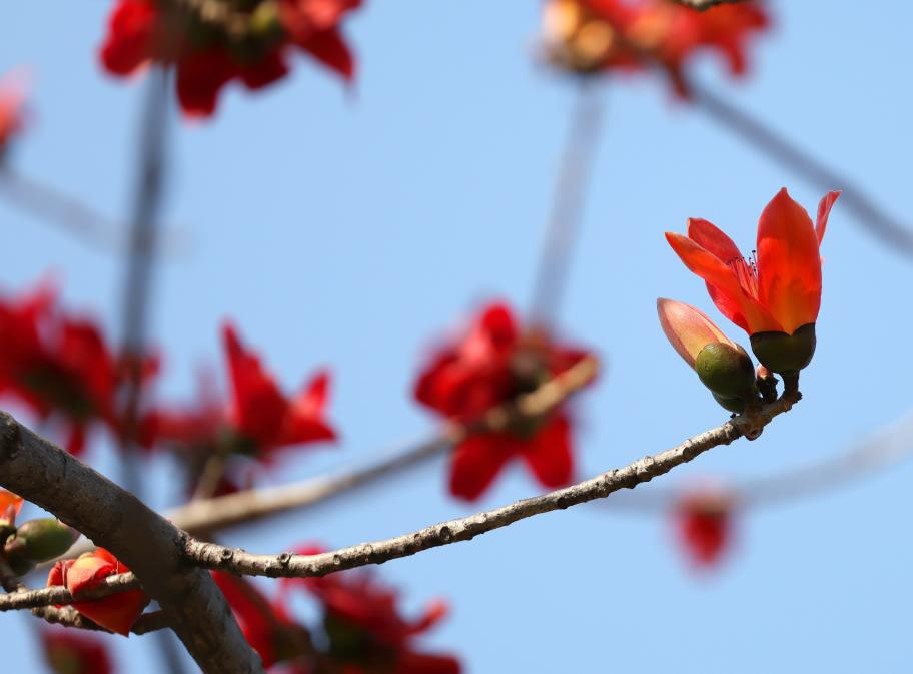 春风柔 百花开(图3)