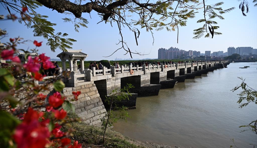 福建泉州：古桥红树共潮生(图2)