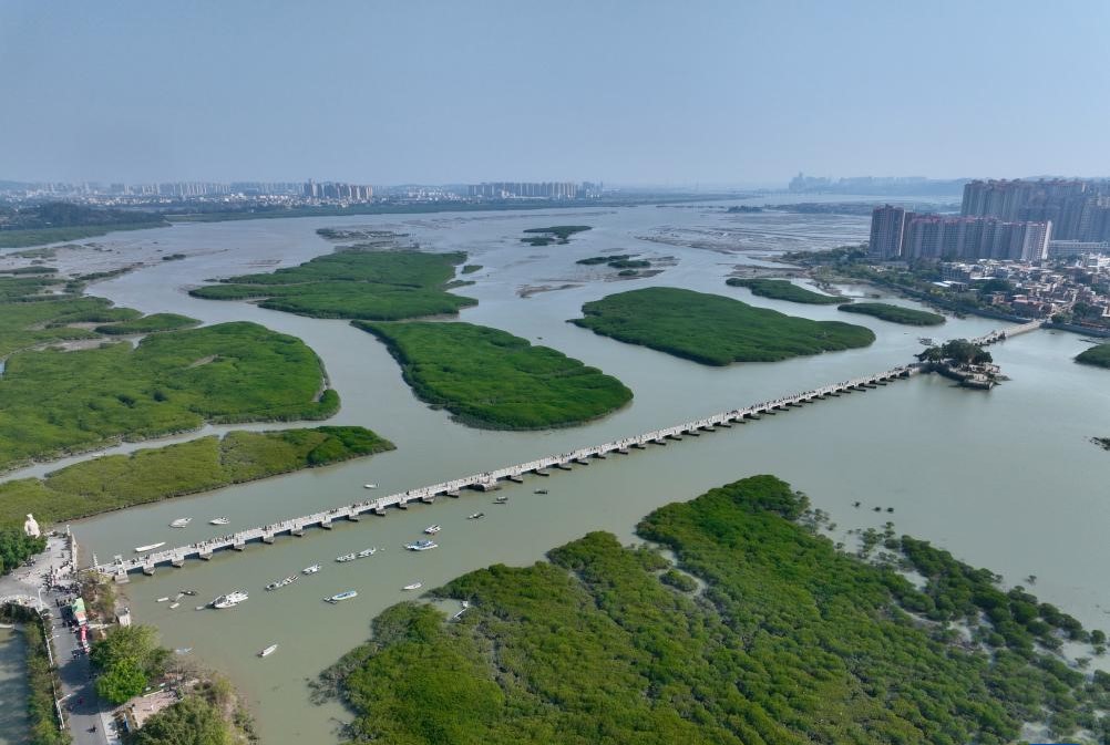 福建泉州：古桥红树共潮生(图1)