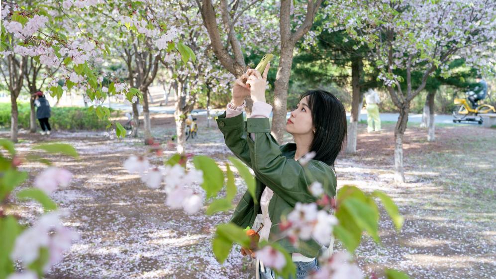 次第花开撬动吉林“赏花经济”(图1)
