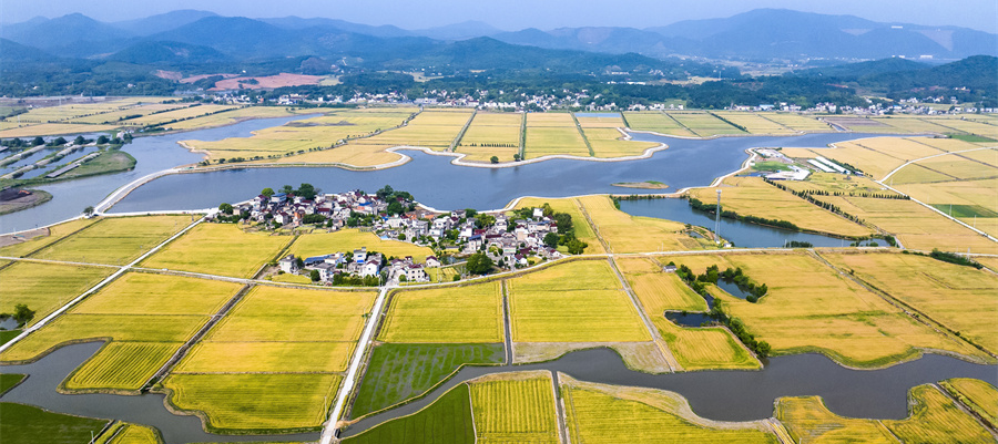 风吹麦浪 “丰”景如画(图4)