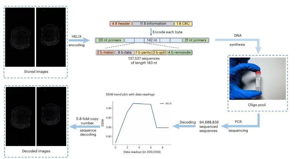 60MB生物医学图像存入DNA！我国DNA信息存储技术取得新突破(图1)