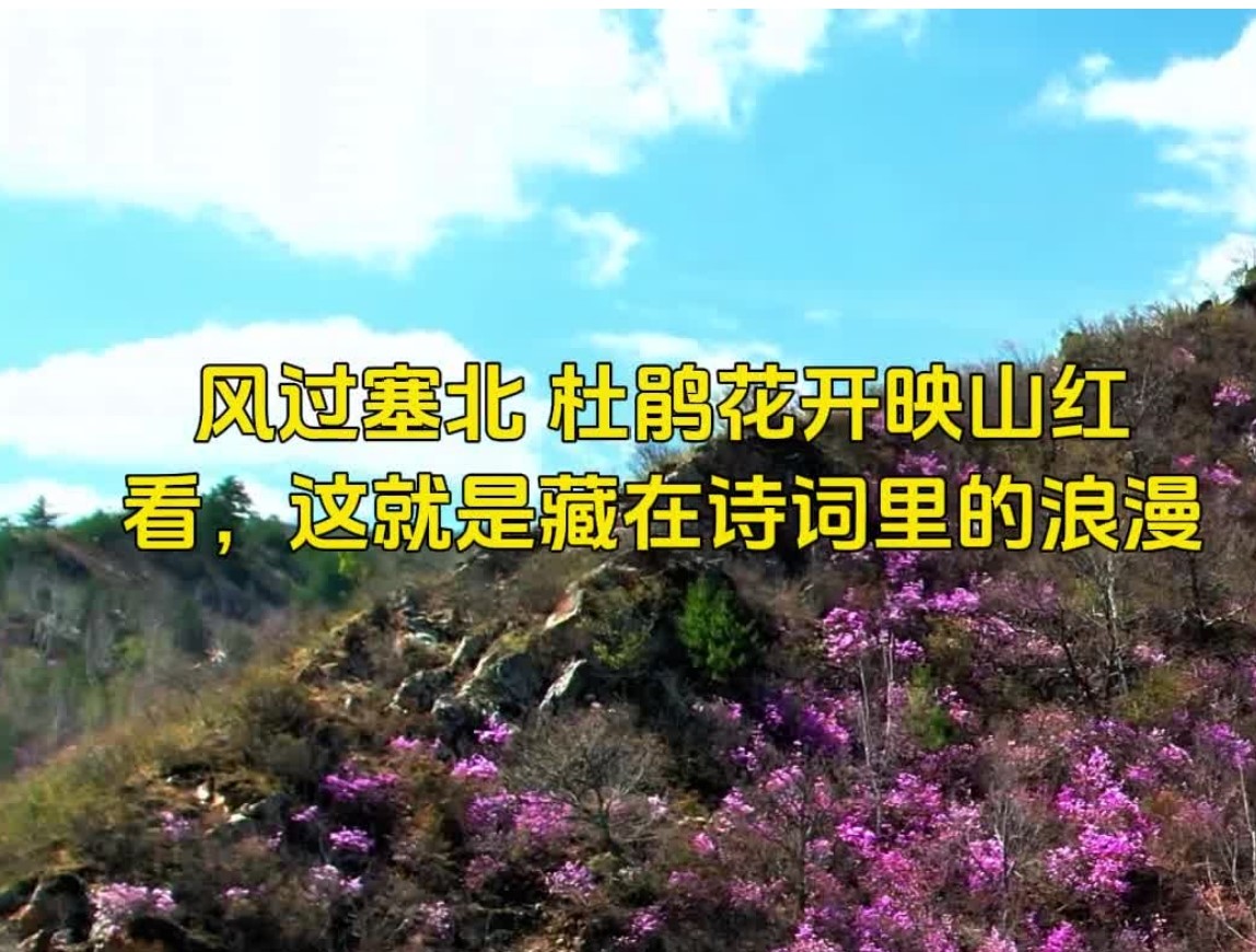 风过塞北 杜鹃花开映山红 看，这就是藏在诗词里的浪漫(图1)