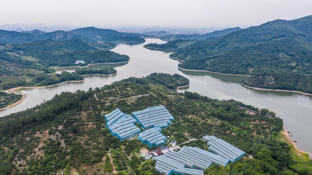 浙江慈溪：杨梅之乡开启丰收季(图1)