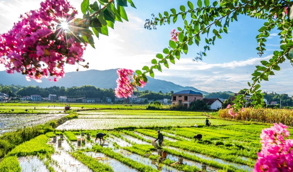 田间挥汗迎大暑(图1)