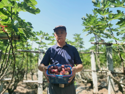 从荒地到“致富金山”！看这里的无花果如何“甜”满振兴路(图2)