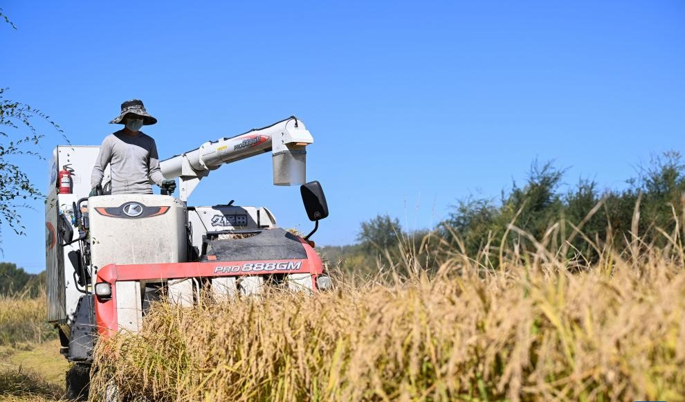 金秋稻田迎丰收(图1)