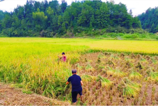 丰收节里看丰收！广信万亩中稻开镰丰收(图2)