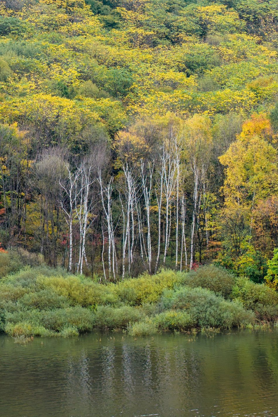拉林河水库染秋色(图2)