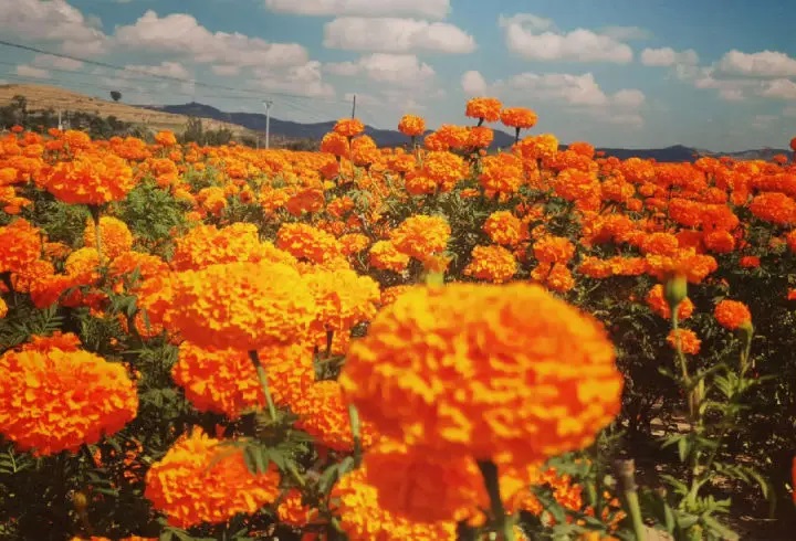 “金花”万寿菊 绽放振兴路(图1)