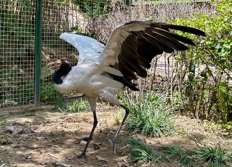 鹤舞高原——黑颈鹤“降级”背后的青海守护(图1)