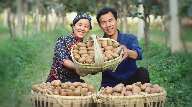 陕西周至猕猴桃产业链助农增收(图1)