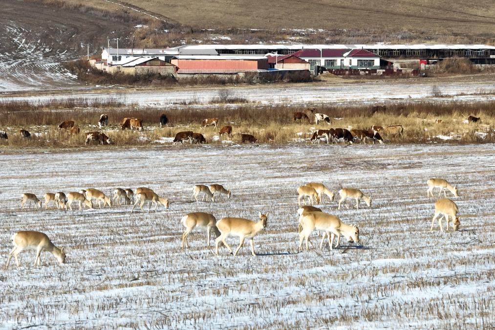 千余只黄羊在内蒙古兴安盟“定居”(图1)