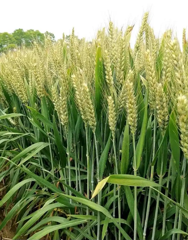 筑牢粮食安全“种子基石”(图1)