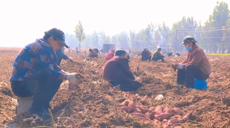 山西潞城红薯产业实现"全株利用" 特色种植助农增收