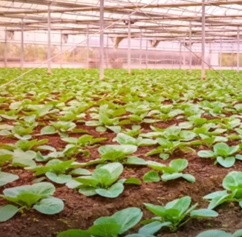 福建农业创新多点开花 数字化转型与生态农业齐头并进(图1) 福建农业创新多点开花 数字化转型与生态农业齐头并进(图1)