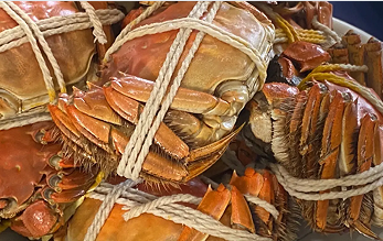 陶庄汾湖蟹“爬”出农文旅融合共富路