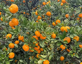 南丰蜜桔产业升级 三产融合铸就百亿产值