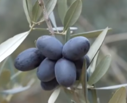 陇南油橄榄成“黄金果”，产业链延伸促农增收