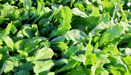 虞城荠菜喜获丰收 特色产业助力乡村发展