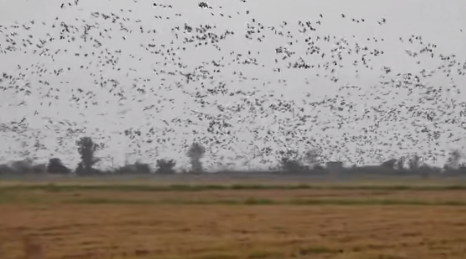 鄱阳湖迎候鸟越冬高峰 多方守护万鸟齐栖生态画卷