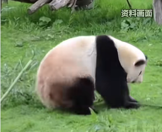 旅法大熊猫“欢欢”“圆仔”平安回国 双胞胎幼崽续留法国