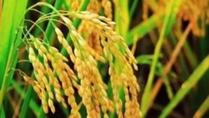 北京“十四五”农业科技进步贡献率达75%(图1)