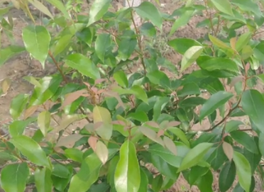 新晃龙脑产业年销破五千万 特色资源成经济发展新引擎