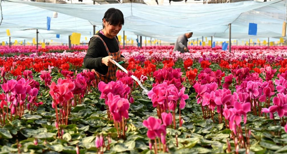 “鲜花经济”助增收(图1)