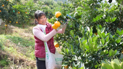 荒坡变绿坡 “金果”富山乡(图1)